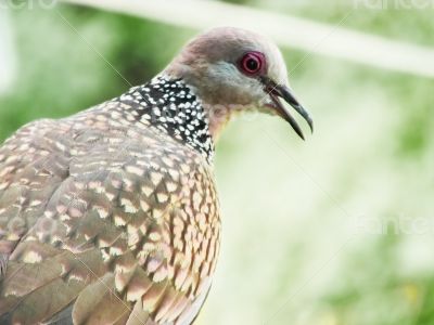 common indian dove