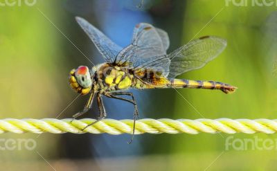 Dragonfly closeup