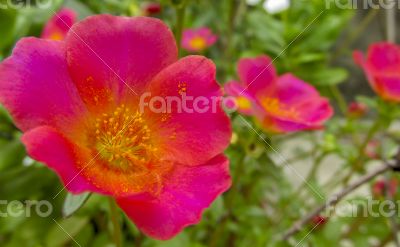 Pink-Red flower closeup with yellow pollens