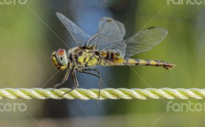 Dragonfly-closeup