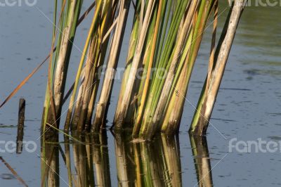 Cattail pond