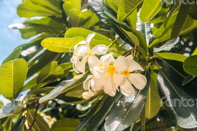 Close up of white frangipani or plumeria flowers