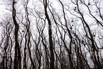 Silhouettes of bare trees with mistletoes