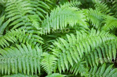 Green fern stems and leaves