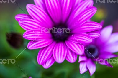 Purple flower of osteospermum