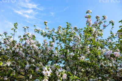 Blooming branches of the apple tree against 