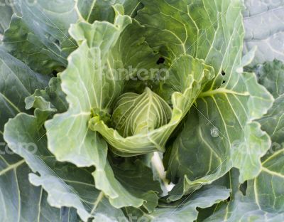 Fresh young green cabbage head close up