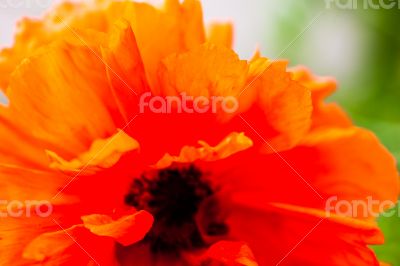 Closeup of the blooming red poppy flower