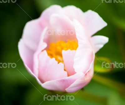 Pale pink peony flower