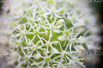 Blooming white ornamental onion (Allium)