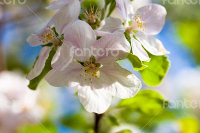 Close up of the apple tree flowers
