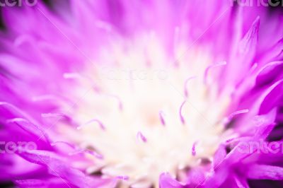 Close up of the blooming whitewash cornflower