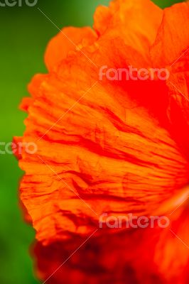 Closeup of the petals of the blooming red  flower