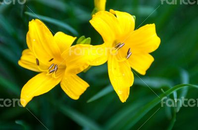 Closeup of the blooming yellow lily flowers