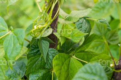 Growing the beans (Phaseolus vulgaris)