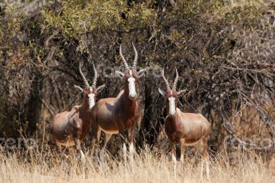 Blesbuck herd