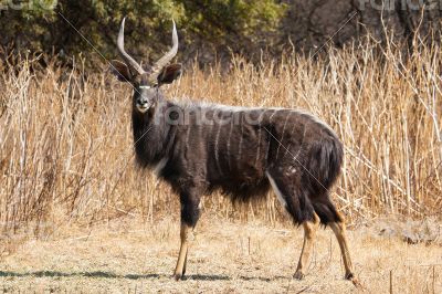 Nyala Bull