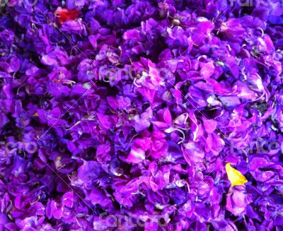 Purple petals - Bali