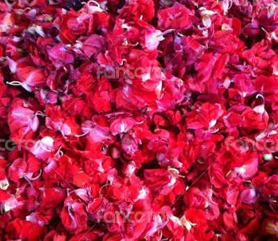 Red petals bali