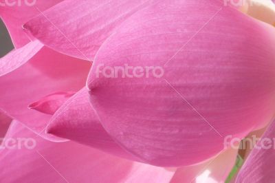 Pink petal