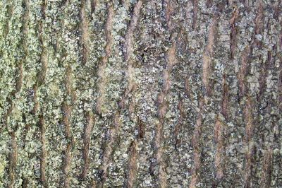 The texture of the bark