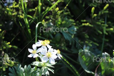 White flower