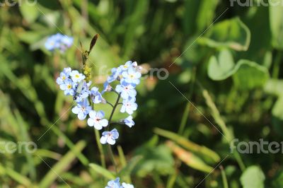 Wild flowers