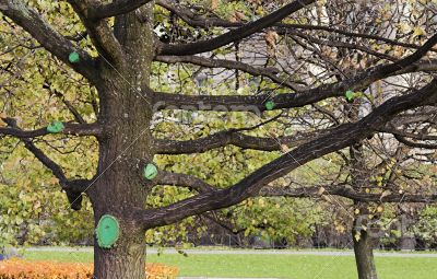 tree with large branches