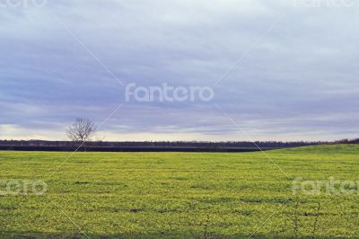 Field, tree, and hill 