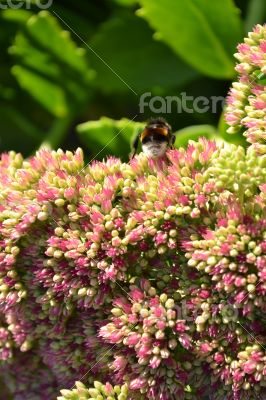 Bumblebee on flowers