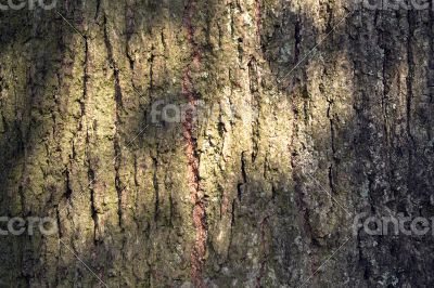 The bark of the Linden
