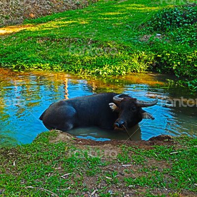water buffalo (kalabaw)