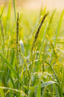 The rice natural bokeh background.