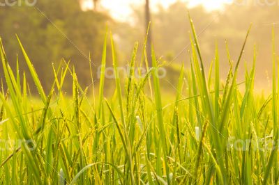 Sunlight morning dew on the field.