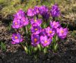Crocus