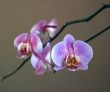 Orchid