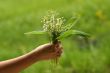 Lilies of the valley