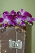 Violet orchid