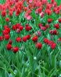 Red tulips