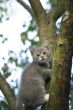 Kitten on a tree