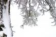 Branches in snow