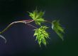 Small leaves of a maple