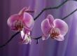Orchid
