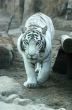 White tiger