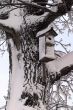 Tree in snow