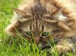 Beautiful cat hunting in the grassland