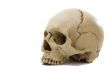 cranium