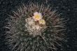 Blossoming cactus