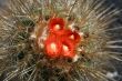 Blossoming cactus