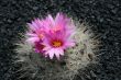 Blossoming cactus,